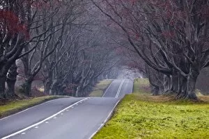 Images Dated 30th December 2010: Beech avenue, Kingston Lacy, Dorset, England, United Kingdom, Europe
