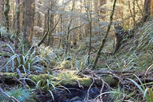 Undergrowth Prints: Beech forest