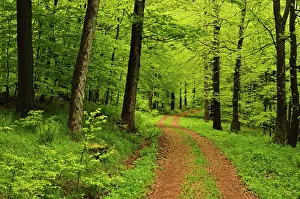 Footpath Prints: Beech forest, Erzgebirge, Saxony, Germany, Europe