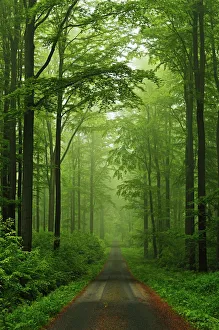 Lush Gallery: Beech forest, Erzgebirge, Saxony, Germany, Europe