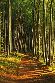 Lush Gallery: Beech forest, Jasmund National Park, Ruegen Island, Mecklenburg-Vorpommern, Germany, Europe
