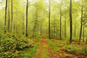 Beech Tree Prints: Beech forest and morning fog, Hunsrueck, Rhineland-Palatinate, Germany, Europe