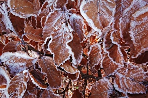 Beech Prints: Beech leaves with hoar frost, Swabian Alb, Baden-Wurttemberg, Germany, Europe