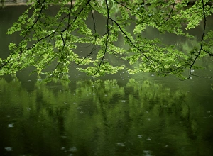 Leave Prints: Beech leaves over lake, Waggoners Wells, Grayshot, Surrey, England, United Kingdom