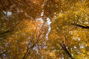 Beech Tree Prints: Beech tree forest in autumn
