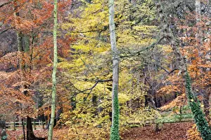 Knaresborough Prints: Beech Trees in Autumn on Long Walk at Mother Shiptons Knaresborough North Yorkshire England