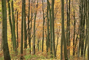 Beech Prints: Beech trees in autumn, Queen Elizabeth Country Park, Hampshire, England