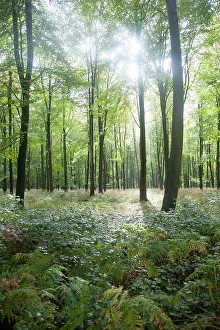 Peaceful Setting Prints: Beech trees in early autumn, Savernake Forest