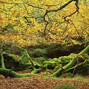 Lichen Prints: Beech trees and fall foliage, with lichen on fallen branches