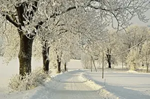 Hoar Frost Prints: Beech trees with hoar frost, near Villingen-Schwenningen