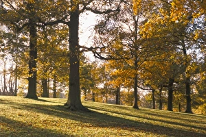 Shades Prints: Beech woodland in autumn, Burghley Park, Stamford, Lincolnshire, England