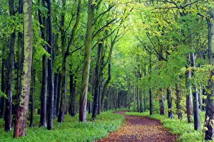 Spring Prints: Beech woodland in spring with path snaking between the trees