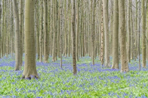 Flemish Region Prints: Beechwood with bluebell flowers on the ground