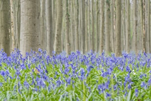 Beechwood with bluebell flowers on the ground, Halle, Flemish Brabant province, Flemish region