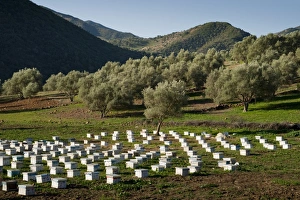Travel Destinatio Prints: Beehives in the olive grove, Rif mountains, Chefchaouen, Morocco, North Africa, Africa