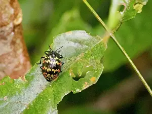 Entomology Prints: Beetle, Genus Prepopharus, on a leaf in the undergrowth within the Pacaya Samiria Preserve