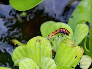 Entomology Prints: Beetle, Genus Purex, on a leaf in the undergrowth within the Pacaya Samiria Preserve, Peru