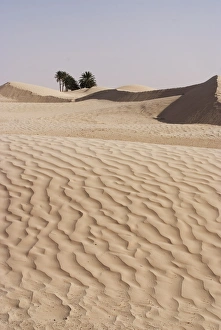 Images Dated 26th March 2008: The beginning of the Sahara Desert, Douz, Tunisia, North Africa, Africa