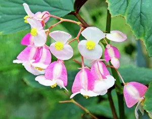 Floral Prints: Begonia grandis flowers (subsp. evansiana), Ecuador, South America