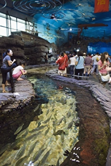 Images Dated 18th August 2008: Beijing Aquarium, Beijing, China, Asia