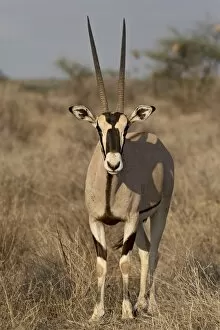 Images Dated 28th September 2007: Beisa oryx (East African oryx) (Oryx beisa), Samburu National Reserve, Kenya