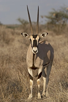 Images Dated 28th September 2007: Beisa oryx (East African oryx) (Oryx beisa), Samburu National Reserve, Kenya