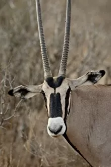 Beis a oryx (Eas t African oryx) (Oryx beis a), s amburu National Res erve, Kenya