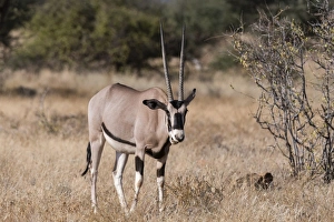 Samburu Prints: Beisa oryx (Oryx gazella beisa), Kalama Conservancy, Samburu, Kenya, East Africa, Africa