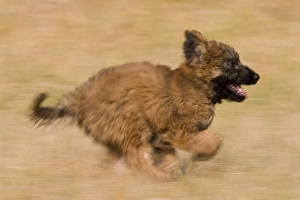 Images Dated 29th February 2008: Belgian Shepherd