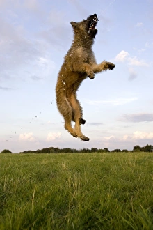 Domesticated Prints: Belgian Shepherd