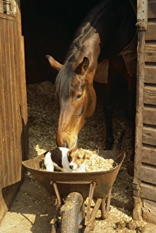 Stable Prints: Belmont Country Club, England, United Kingdom, Europe