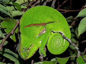 Nocturnal Prints: Belted chameleon found during night walk in Madagascar gardens