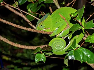 Nocturnal Prints: Belted chameleon resting quietly among leaves during night walk in Madagascar wildlife garden