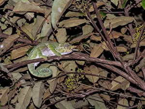 Nocturnal Prints: Belted chameleon rests on a branch during a night walk in Madagascar's Ranomafana Botanical Gardens
