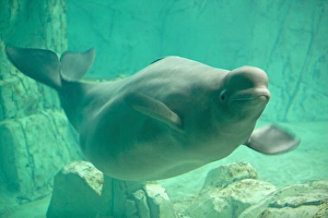 Aquarium Prints: Beluga, Oceanographic aquarium, Valencia, Spain, Europe