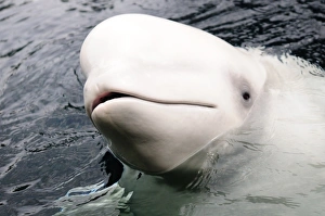 Whales Prints: Beluga whale, Churchill, Manitoba, Canada, North America