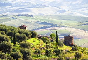 Winemaking Prints: Belvedere di Montalcino, UNESCO, Province of Siena, Tuscany, Italy