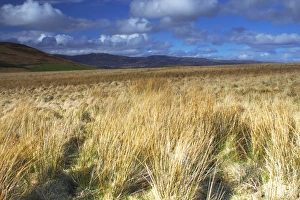 Grasses Prints: Ben Clach near Crieff, Perthshire, Scotland, United Kingdom, Europe