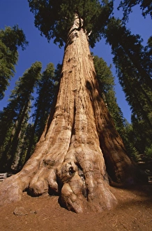 Trunk Prints: Ben Sherman Tree, Sequoia Park, California, United States of America, North America