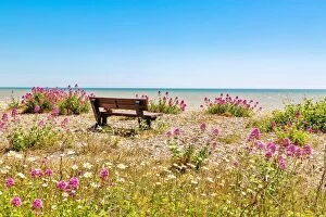 Bench Collection: Empty bench amid wildflowers on the shingle beach at Pevensey Bay, East Sussex, England