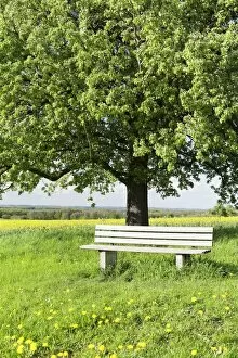 Bench beneath a tree, Frahlingswiese, Baden Wurttemberg, Germany, Europe d