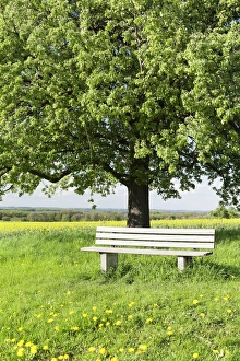 Images Dated 29th April 2008: Bench beneath a tree, Frahlingswiese, Baden Wurttemberg, Germany, Europe d
