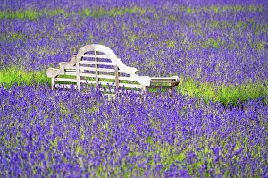 Fragrant Prints: A bench in a lavender field in Shoreham, Kent, England, United Kingdom, Europe
