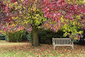 Benches Prints: Bench under liquidambar tree, Hilliers Gardens, Ampfield, Hampshire, England