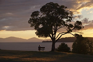 Bench and tree overlooking Lake Taupo, Taupo, North Island, New Zealand, Pacific