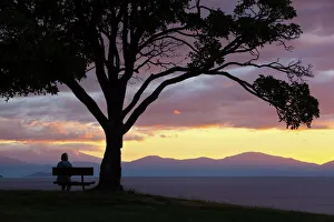 North Island Prints: Bench and tree overlooking Lake Taupo, Taupo, North Island, New Zealand, Pacific