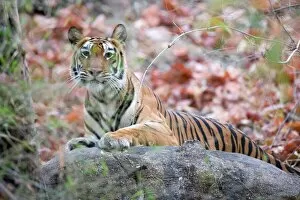 Images Dated 8th January 2000: Bengal tiger