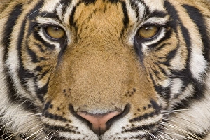 Images Dated 2nd August 2008: Bengal tiger