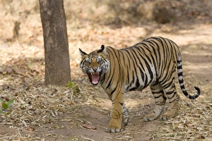 Bengal tiger