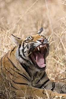 Bengal tiger